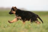 BERGER ALLEMAND 1185